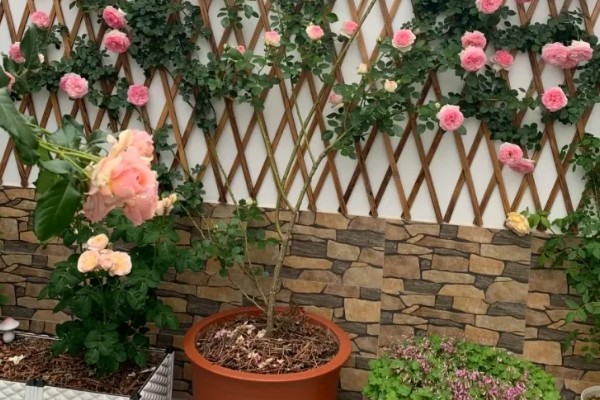 怎么修剪爬藤月季，多在冬末春初枝芽生长前修剪