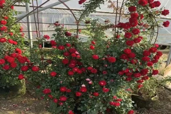 怎么修剪爬藤月季，多在冬末春初枝芽生长前修剪