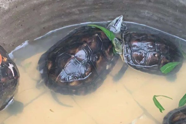 草龟嘴巴烂了还能恢复吗,大部分是可以恢复的