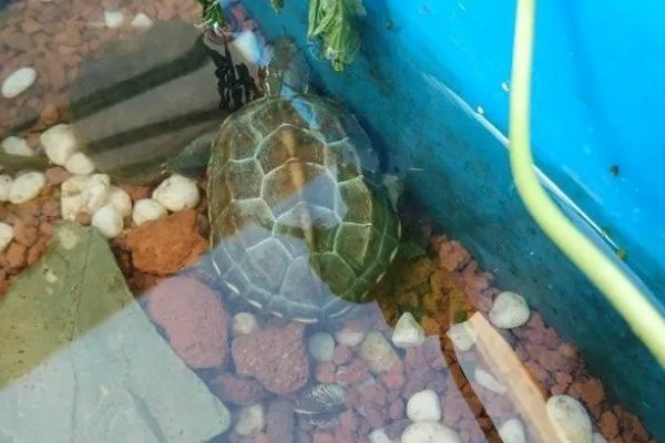 草龟嘴巴烂了还能恢复吗,大部分是可以恢复的