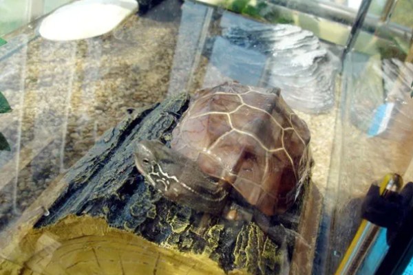 草龟嘴巴烂了还能恢复吗,大部分是可以恢复的