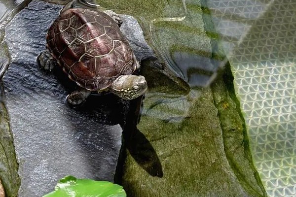 草龟嘴巴烂了还能恢复吗,大部分是可以恢复的
