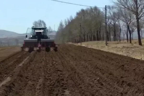 花椒的种植技术，修剪以冬剪为主、夏剪为辅