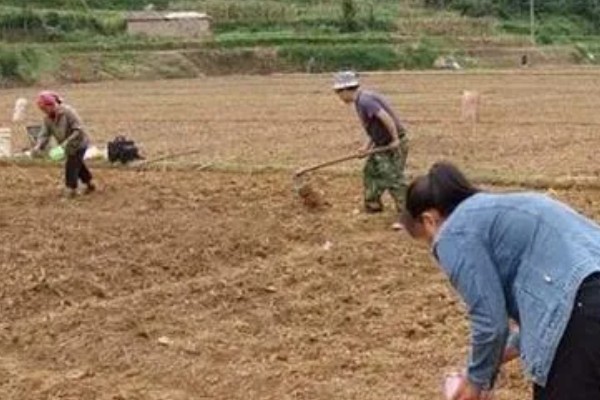 花椒的种植技术，修剪以冬剪为主、夏剪为辅