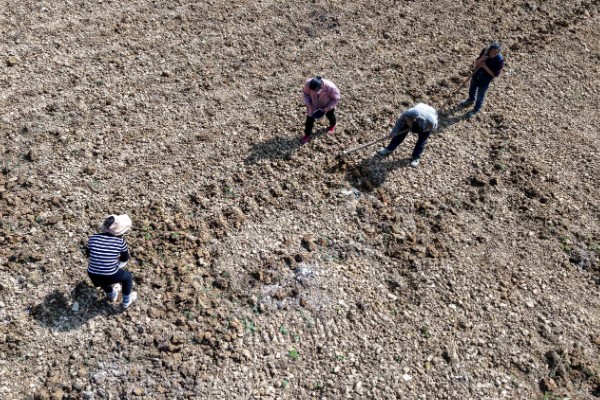 花椒的种植技术，修剪以冬剪为主、夏剪为辅