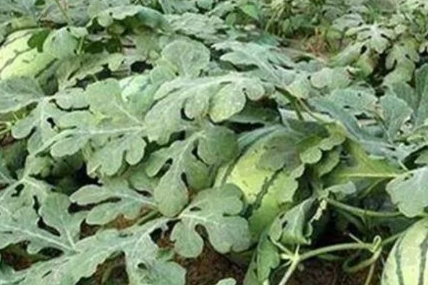 黄色西瓜是指什么西瓜，一般是指黄瓤西瓜