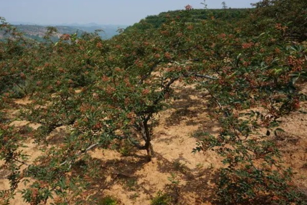 花椒的种植技术，修剪以冬剪为主、夏剪为辅