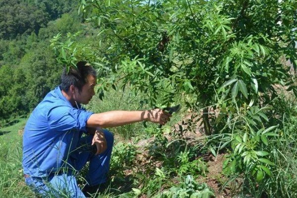 花椒的种植技术，修剪以冬剪为主、夏剪为辅