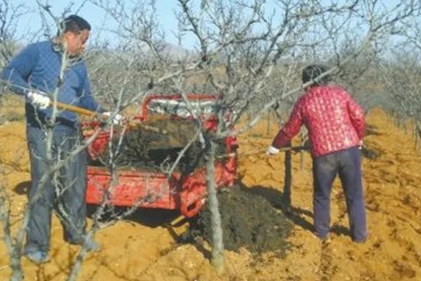 花椒的种植技术，修剪以冬剪为主、夏剪为辅