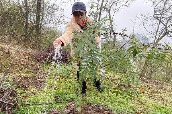 花椒的种植技术，修剪以冬剪为主、夏剪为辅