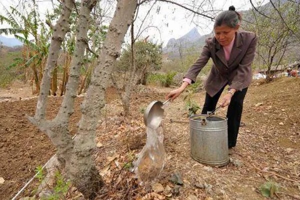 花椒的种植技术，修剪以冬剪为主、夏剪为辅