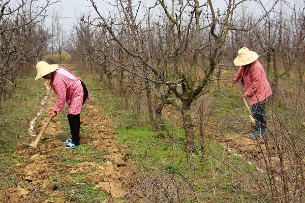 花椒的种植技术，修剪以冬剪为主、夏剪为辅