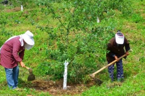 花椒的种植技术，修剪以冬剪为主、夏剪为辅