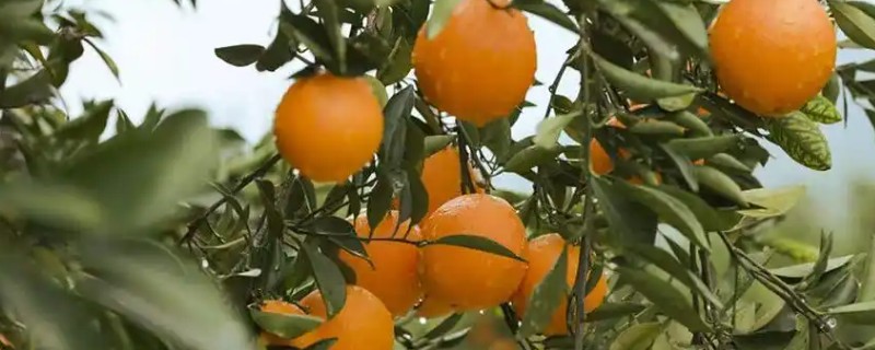 水分和温度哪个对柑橘影响更大,二者都会造成很大的影响