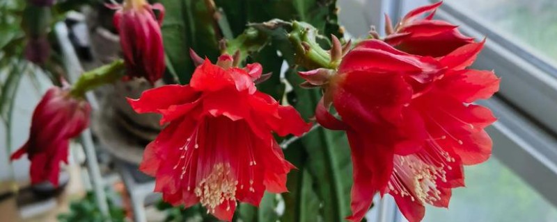 如何移栽令箭荷花，脱盆的时候手法一定要轻