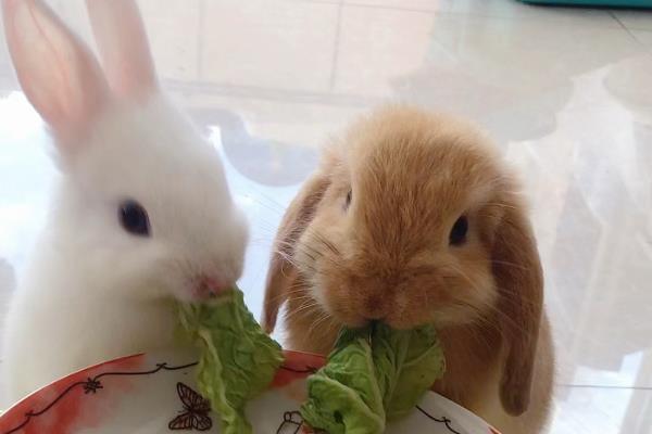 养兔的技巧,饲料配合一定要合理