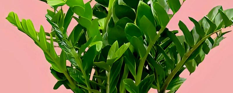 金钱树会开花吗，金钱树会开花