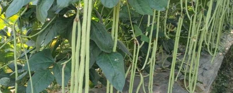 春种粤青豆角技术，可在春、秋两季栽培