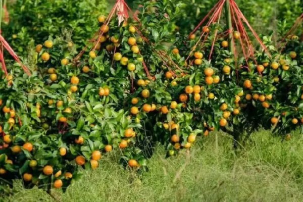 水分和温度哪个对柑橘影响更大,二者都会造成很大的影响