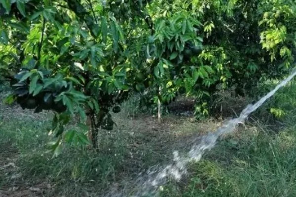 水分和温度哪个对柑橘影响更大,二者都会造成很大的影响