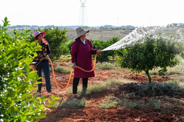水分和温度哪个对柑橘影响更大,二者都会造成很大的影响