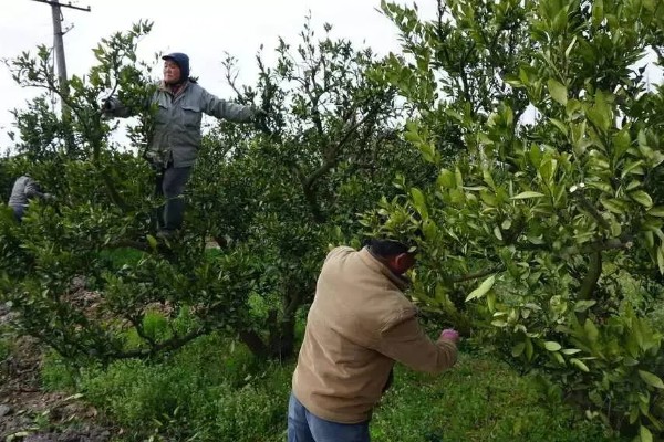 水分和温度哪个对柑橘影响更大,二者都会造成很大的影响