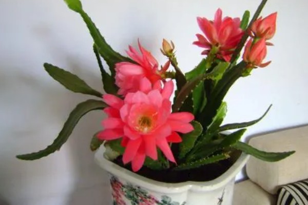 如何移栽令箭荷花，脱盆的时候手法一定要轻