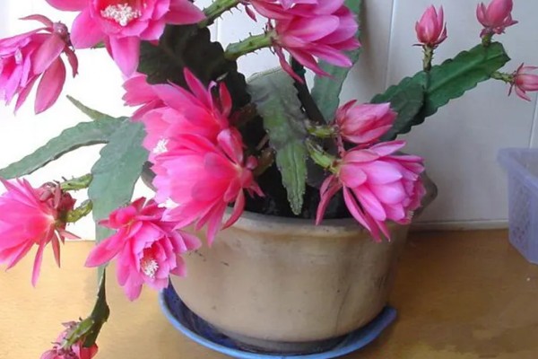 如何移栽令箭荷花，脱盆的时候手法一定要轻