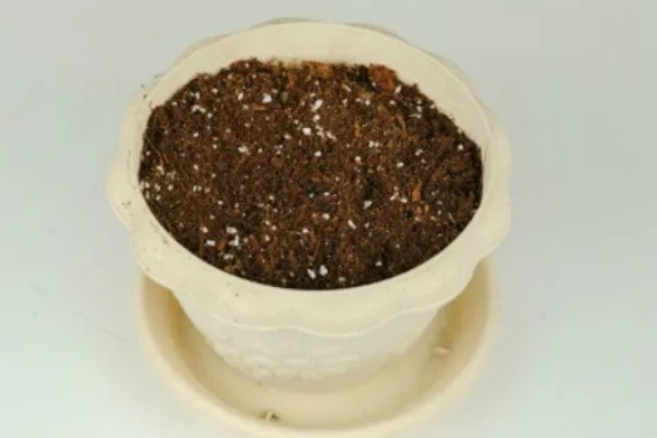 如何移栽令箭荷花，脱盆的时候手法一定要轻