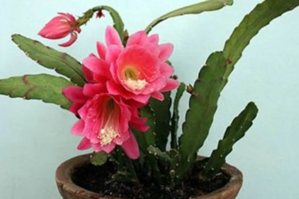 如何移栽令箭荷花，脱盆的时候手法一定要轻