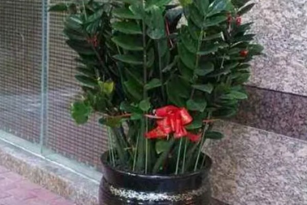 金钱树会开花吗，金钱树会开花