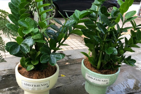 金钱树会开花吗，金钱树会开花