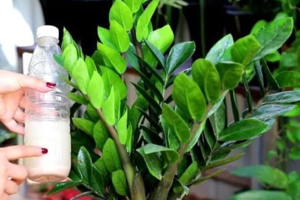 金钱树会开花吗，金钱树会开花