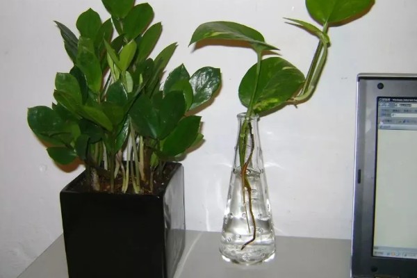 金钱树会开花吗，金钱树会开花