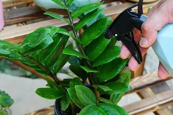 金钱树会开花吗，金钱树会开花