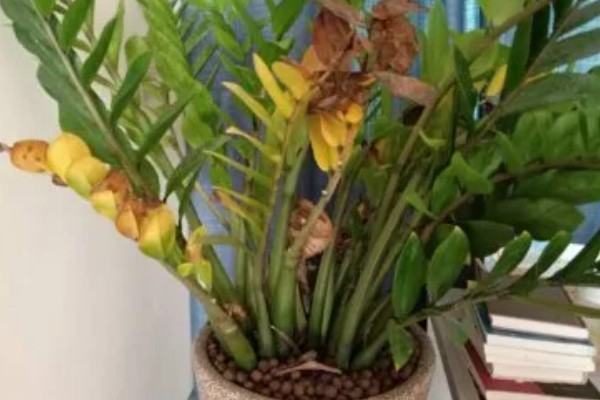 金钱树会开花吗，金钱树会开花