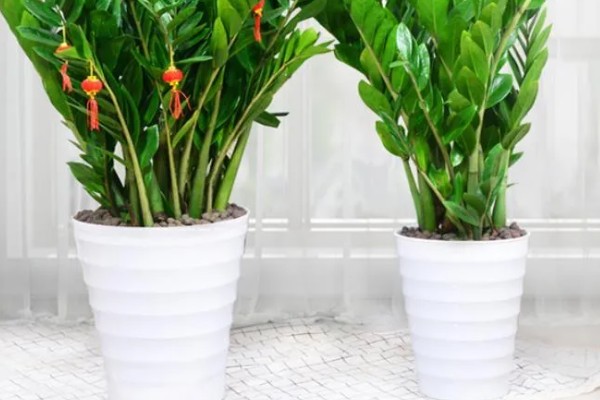 金钱树会开花吗，金钱树会开花