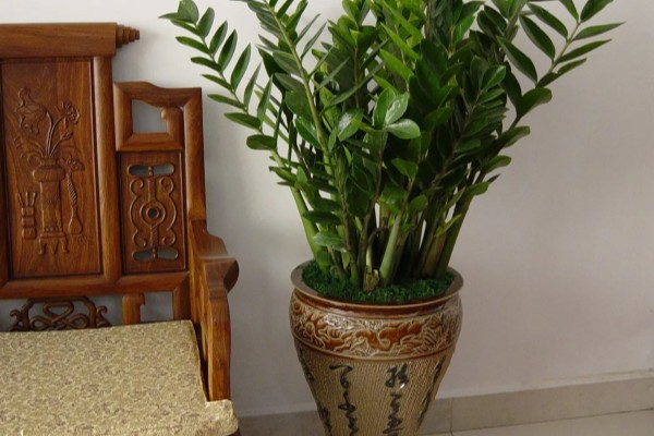 金钱树会开花吗，金钱树会开花