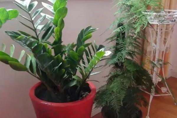 金钱树会开花吗，金钱树会开花