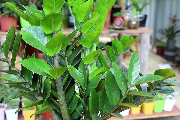 金钱树会开花吗，金钱树会开花