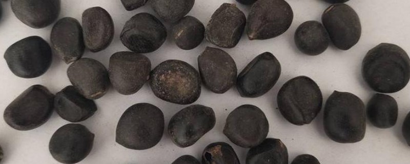 牡丹花种子怎样种，播种前需要温水浸种