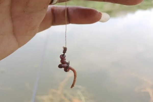 草鱼怎么钓，要打五斤至十斤重的大窝