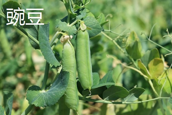 春种粤青豆角技术，可在春、秋两季栽培