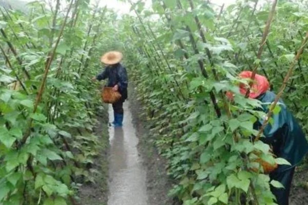 春种粤青豆角技术，可在春、秋两季栽培