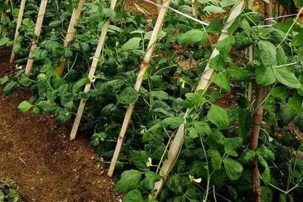 春种粤青豆角技术，可在春、秋两季栽培