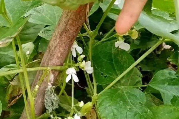 春种粤青豆角技术，可在春、秋两季栽培
