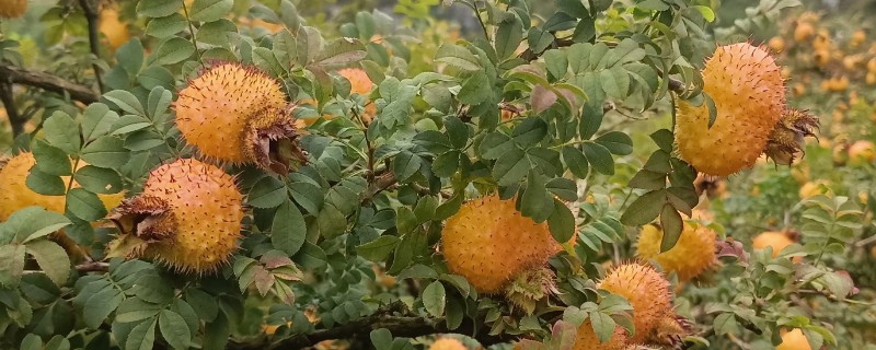 刺梨子是什么植物，学名为缫丝花