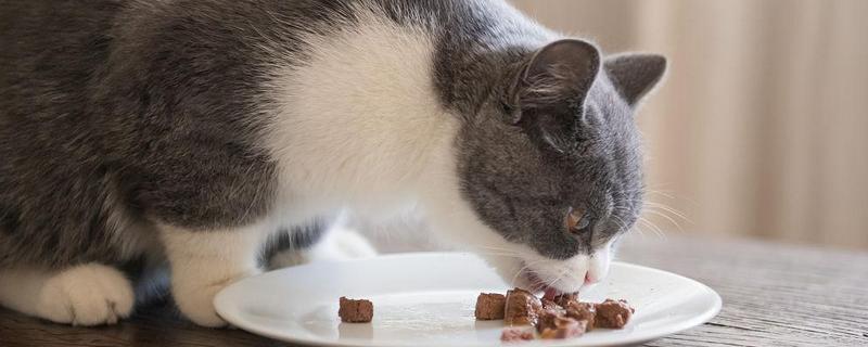 猫咪体内驱虫前后要不要禁食，驱虫药可以和食物混在一起饲喂