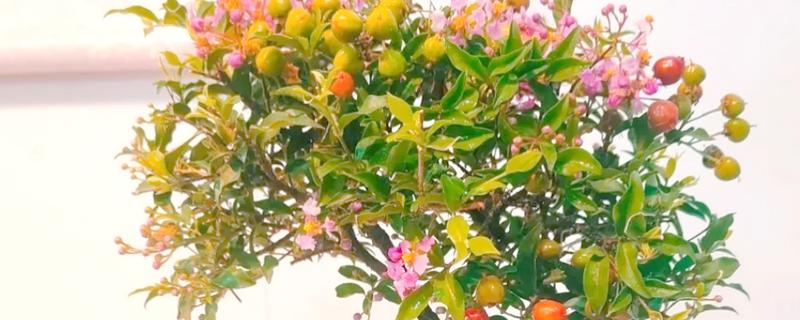 李花的开花时间，南方地区3-4月就能开花