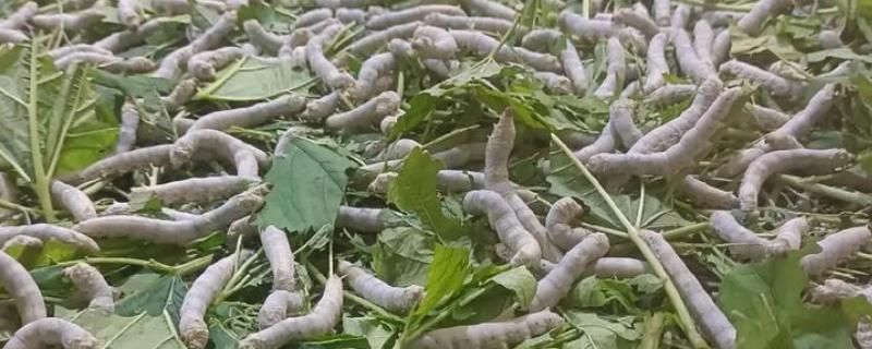 春蚕的养殖时间，通常为4-6月份左右